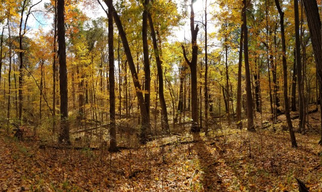 Autumn leaves at Highbanks Metro Park